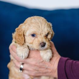 Patty (we switched names long story) - Cream female Cavapoo puppy in Centerville, Utah from Beehive Fur Friends