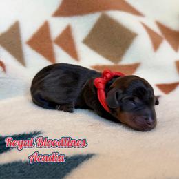 Acadia - Wild boar female Dachshund puppy in Columbia, Missouri from Royal Bloodline Canines