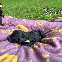 Nyssa - Black female Poodle puppy in Winston Salem, North Carolina from Bewitching Kennels