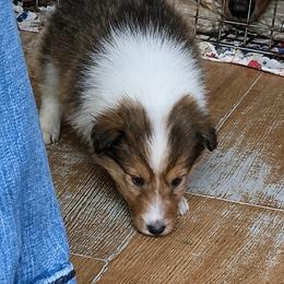 Sif golden-haired goddess - Sable and white female Collie puppy in Malvern, Arkansas from Lost Acres Collies