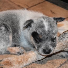 Australian Cattle Dog Puppies from Lyla Hinman's Australian Cattle Dogs