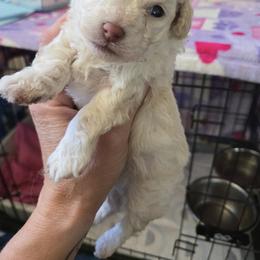 Australian Cattle Dog and Maltipoo Puppies from Cowgirl's Legacy