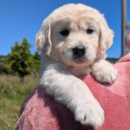 Pink - Light golden female Golden Retriever puppy in Roseburg, Oregon from Unbound Goldens