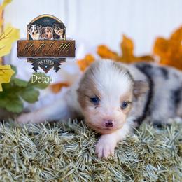 Detour - Blue merle male Toy Australian Shepherd puppy in Granbury, Texas from Best Little Aussies