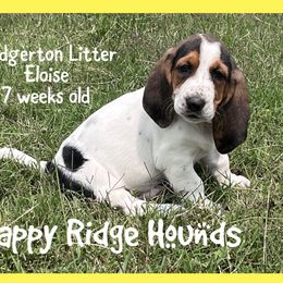 Eloise - Black brown and white female Basset Hound puppy in Mebane, North Carolina from Happy Ridge Hounds