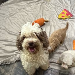 Nala - Cockapoo