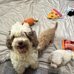 Nala - Cockapoo
