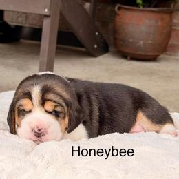 Honeybee - Black tan and white female Beagle puppy in Mansfield, Missouri from Rippee Creek Kennel