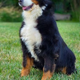 Marley - Bernese Mountain Dog