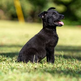 M: Blue Male (Solid Black) - Black brindle male Dutch Shepherd puppy in Alum Creek, West Virginia from Stay Wild K9