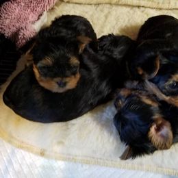 Yorkshire Terrier Puppies from Rosemark Kennel Yorkies