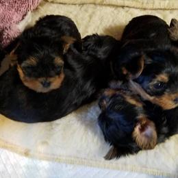 Yorkshire Terrier Puppies from Rosemark Kennel Yorkies