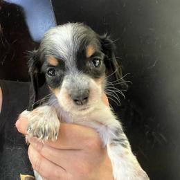 Lollipop - Piebald female Dachshund puppy in Bigfork, Minnesota from Dachshunds Up North