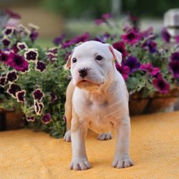 Girl 3 - American Staffordshire Terrier puppy in Springfield, Illinois from Prairieland Kennels