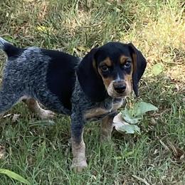 Beagles from Whiskey Willow Farms - Blue Tick Beagles