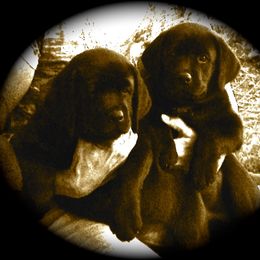 Labrador Retriever Puppies from Top Gun Labradors
