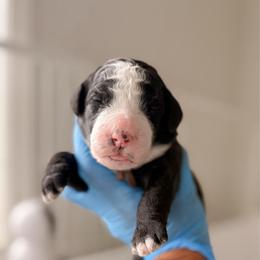 Brown Collar - Black and white male Bernedoodle puppy in Cold Spring, Minnesota from A.N.A. Doodles