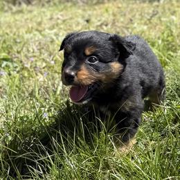 Sunny - Black tri female Miniature Australian Shepherd puppy in Michie, Tennessee from Acton Aussies