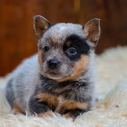 Hobo - Blue speckled male Australian Cattle Dog puppy in Gatlinburg, Tennessee from Greenbrier