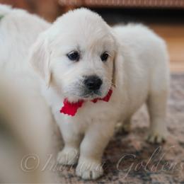 Miss Red - Light golden female Golden Retriever puppy in Bedford, Indiana from Indiana Goldens