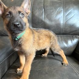 Male 4 - Mahogany male Belgian Malinois puppy in Denver, Colorado from Morales Kennels