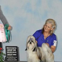 Shih Tzus from Sapphire Shih Tzu