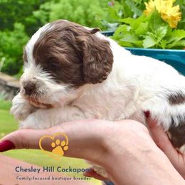 Cockapoo Puppies from Chesley Hill Cockapoos