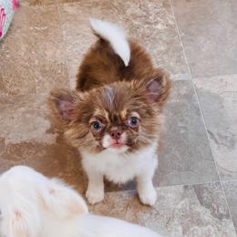 Blue Eye Beauty, price 9980( pending ) - Chocolate brindled fawn female Chihuahua puppy in Santa Rosa Beach, Florida from Eva's Chihuahua