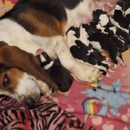 Basset Hounds from Dream Weavers Basset Hounds