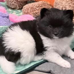 Oreo - Black parti female Pomeranian puppy in Spring, Texas from Cece’s Perfect Poms