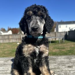Trick - Phantom female Poodle puppy in Denton, Maryland from Cajun Girl Kennels