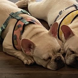 French Bulldogs from MO Frenchie Kisses