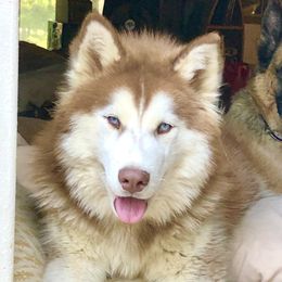 Mabel - Siberian Husky
