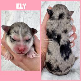 Ely - Merle female Pomsky puppy in Sheffield, Iowa from Clover Ridge Pomskies