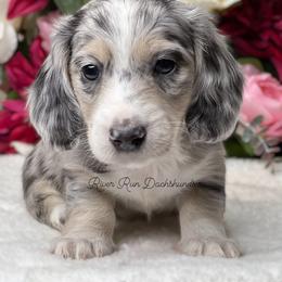 Dachshund Puppies from River Run Dachshunds