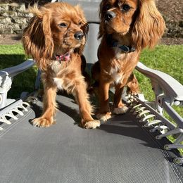 Cavalier King Charles Spaniel and Golden Retriever All Grown Up from Green Acres Nextgen
