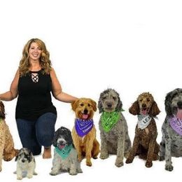 Goldendoodles from Clarksville Doodles