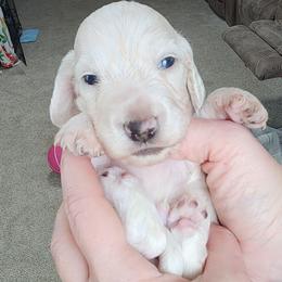 Benji - Piebald male Dachshund puppy in Cypress, Texas from Cypress Dachshunds