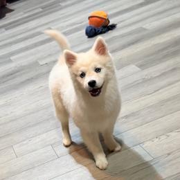 Skor's boy 3 - White male Pomsky puppy in Enid, Oklahoma from Mile Hi Pomskies
