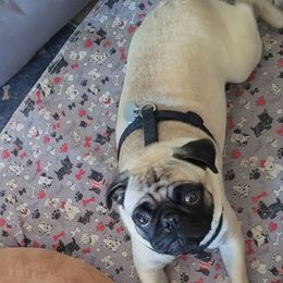 AKC Luna - Pug
