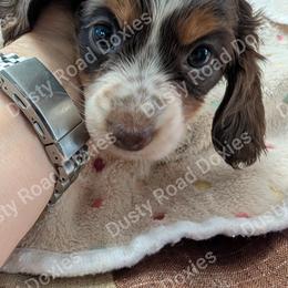 Gretel - Piebald female Dachshund puppy in Blanchard, Oklahoma from Dusty Road Doxies