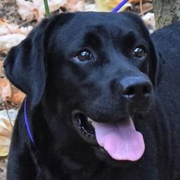 Miss Demeanor  - Labrador Retriever