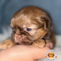 Ghost - Liver male Shih Tzu puppy in Kissimmee, Florida from My Little Shih Tzu Dreams