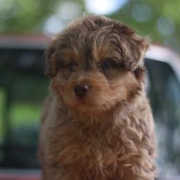 Avery - Red merle male Aussiedoodle puppy in Orleans, Indiana from Mae Blossom Puppies