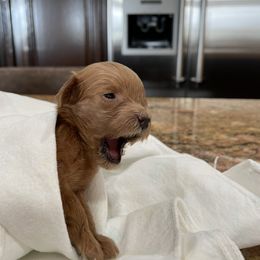 Goldendoodle Puppies from Angel’s Goldendoodle Pups