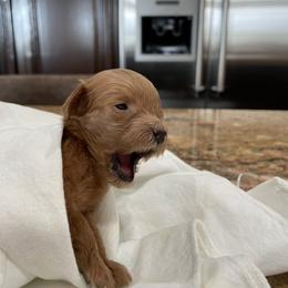 Goldendoodle Puppies from Angel’s Goldendoodle Pups