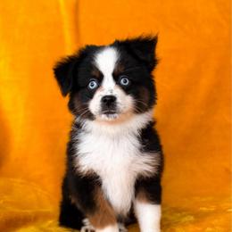 Hulk - Black tri male Toy Australian Shepherd puppy in Liberty Hill, Texas from Pistol Paws Aussies