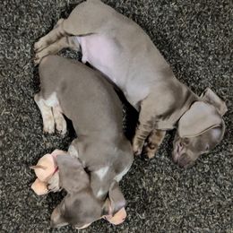 Dachshund Puppies from 307 doxies