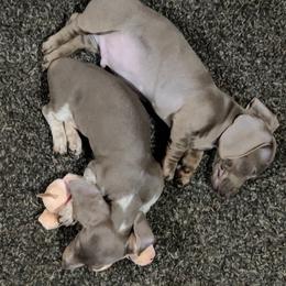 Dachshund Puppies from 307 doxies