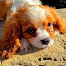 Leo - Blenheim male Cavalier King Charles Spaniel puppy in Watsontown, Pennsylvania from Huntsman Cavaliers